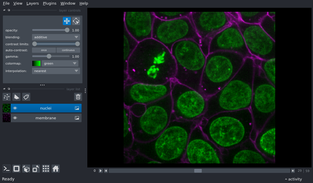 napari viewer with cells and nuclei